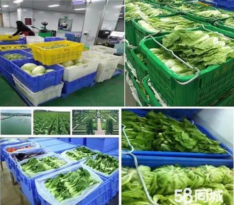 东莞食堂送菜公司 一站式工厂饭堂蔬菜粮油副食鲜肉配送解决方案